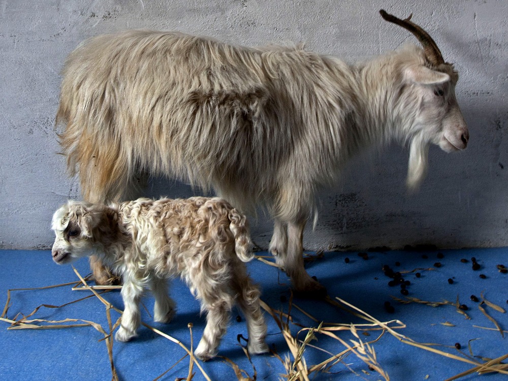 Kashmir scientists clone rare cashmere goat