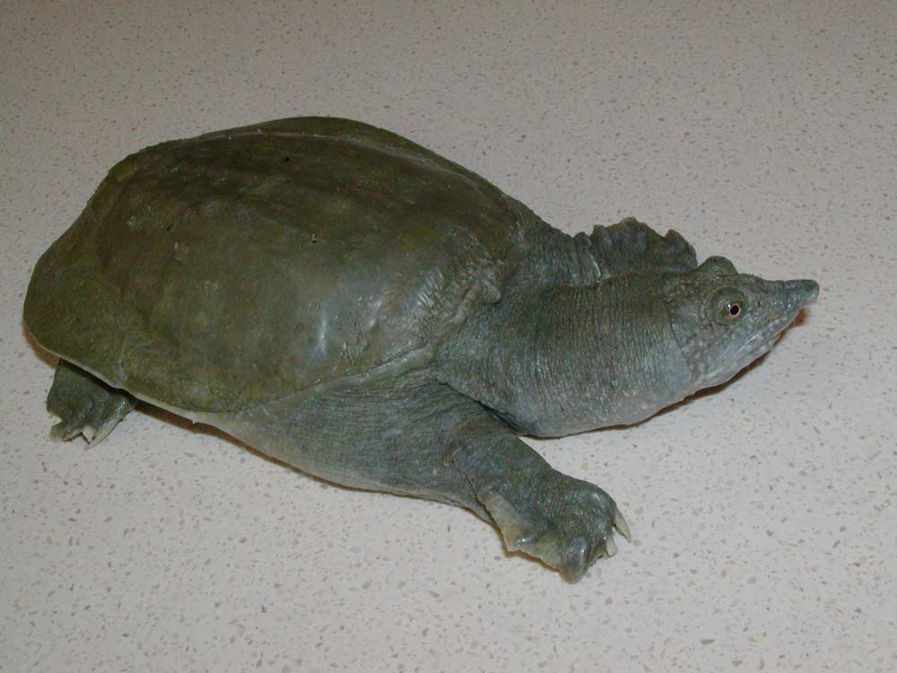 Tortoise Potty 