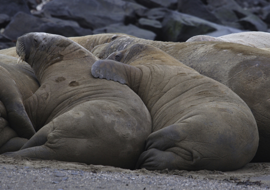 Walruses are world&#39;s most unusual snoozers