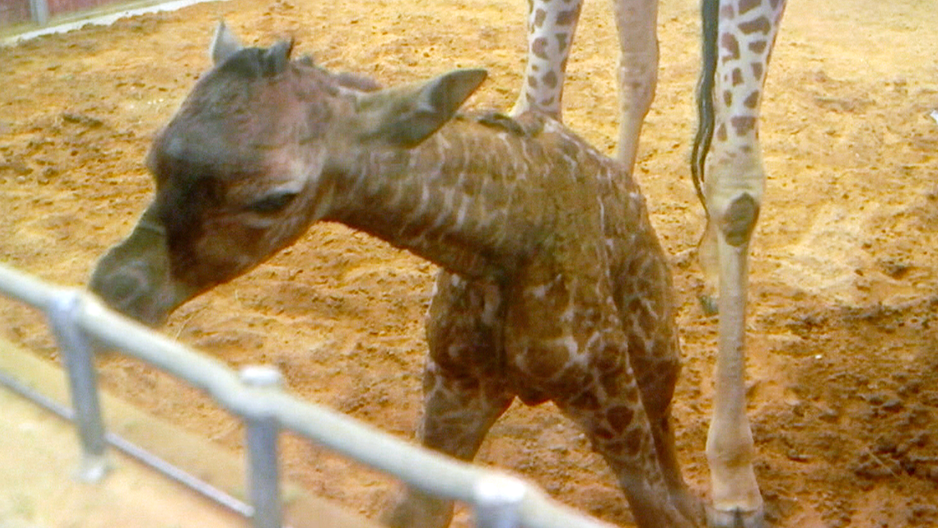 Animal Planet live streams birth of baby giraffe