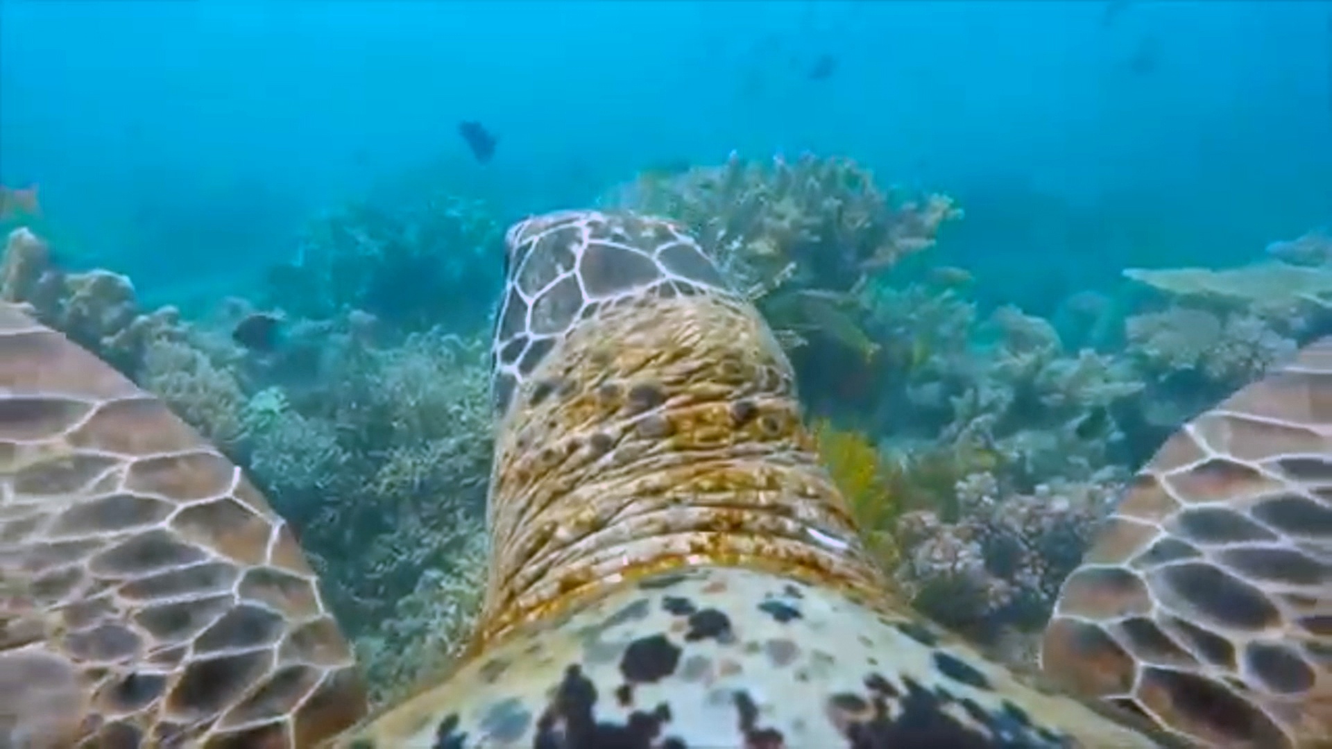 GoPro-Wearing Turtle Films Tour of Great Barrier Reef - NBC News