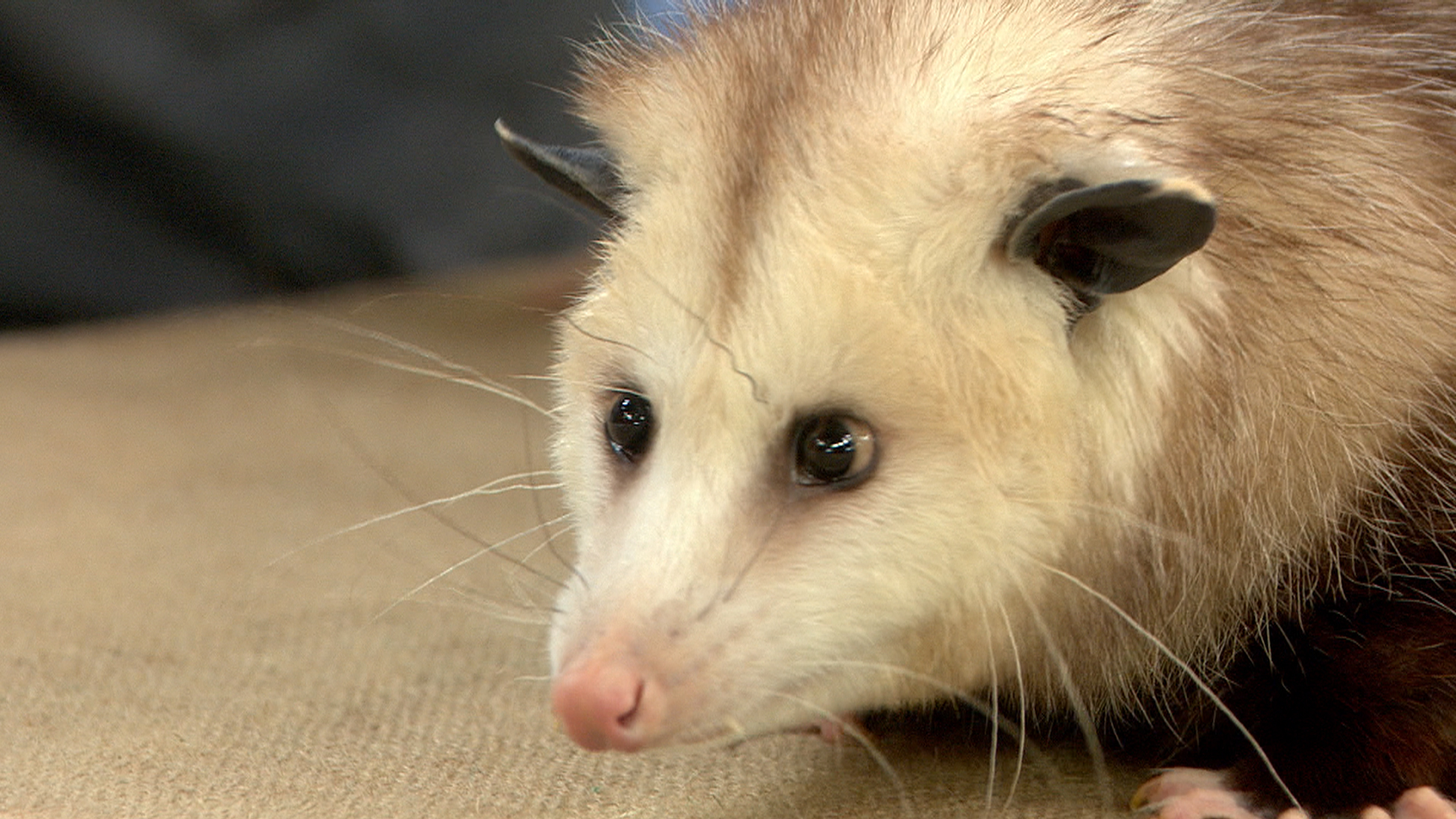 Meet Backyard Animals An Opossum A Gila Monster And A Kestrel