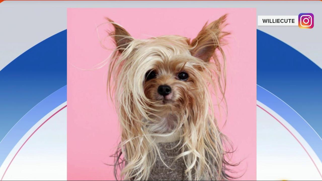 This Yorkie with 'sexy' hair has gone doggone viral
