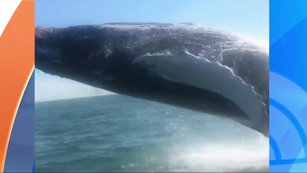Caught on video: Whale's spectacular breach startles family