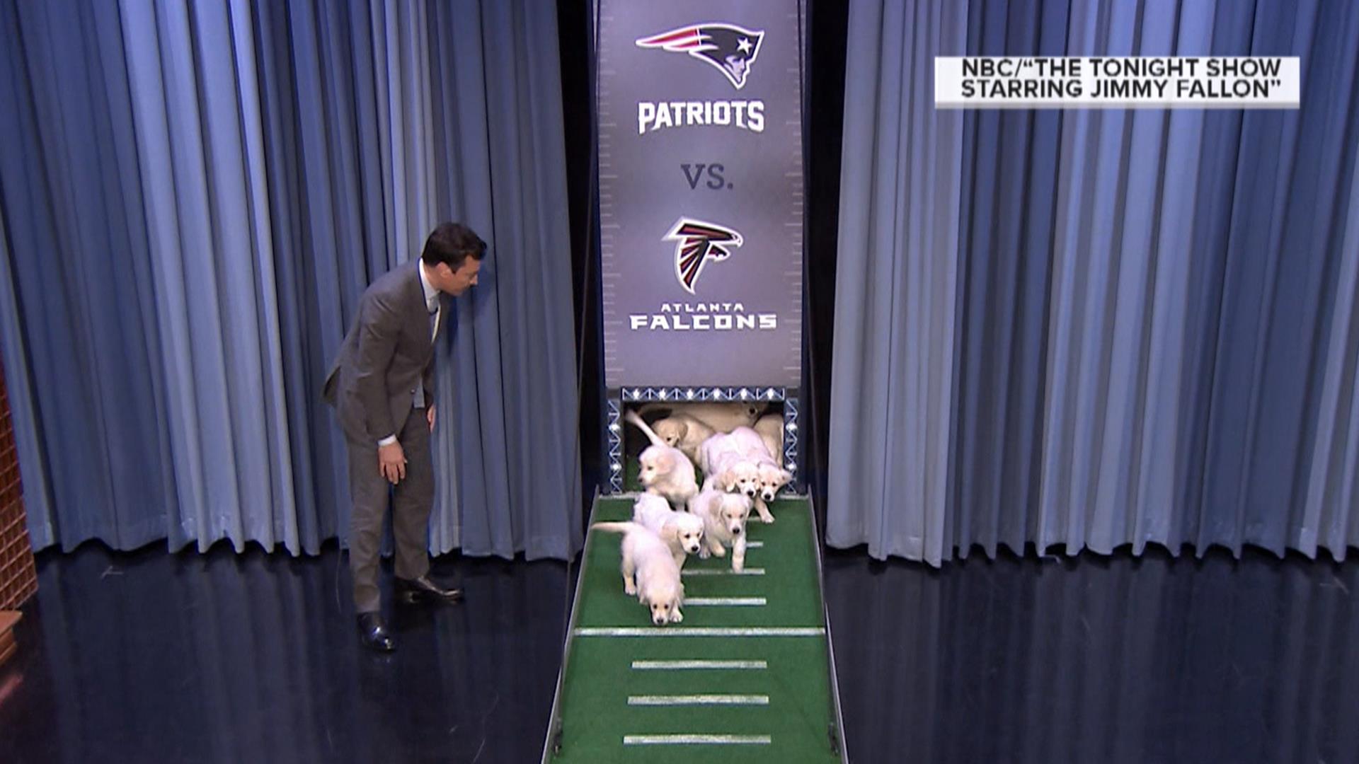 Super Bowl fever peaks (but what do Jimmy Fallon's puppies predict?)