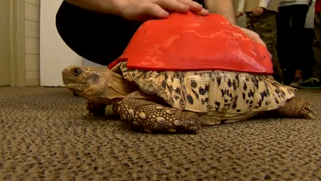 Rescued Tortoise Gets New Shell Thanks to 3D Technology