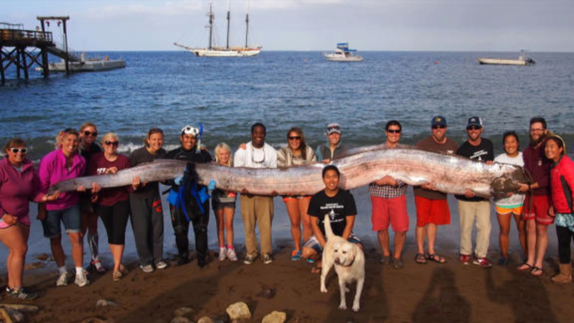 18-foot 'sea monster' terrorizes Internet — but is this oarfish a small fry?