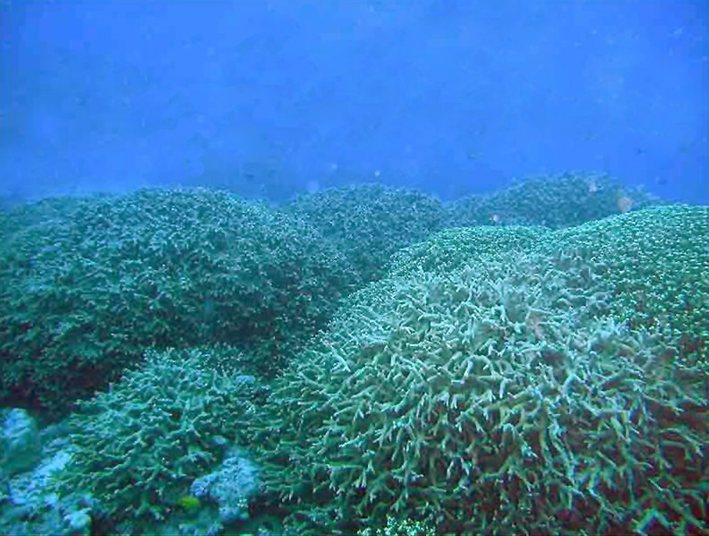 Coral flourishing at Atoll atomic site