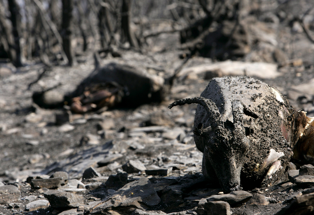 Forests, wildlife wiped out by Greek fires