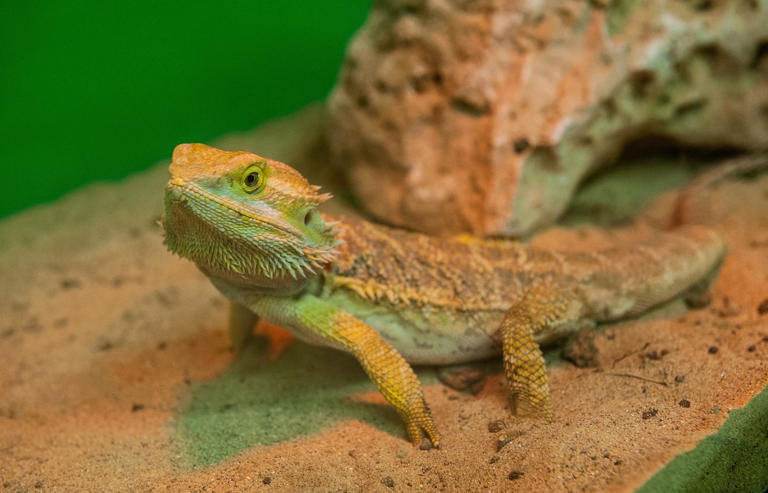 Bearded Dragon Lizards Infect 132 With Salmonella - NBC News