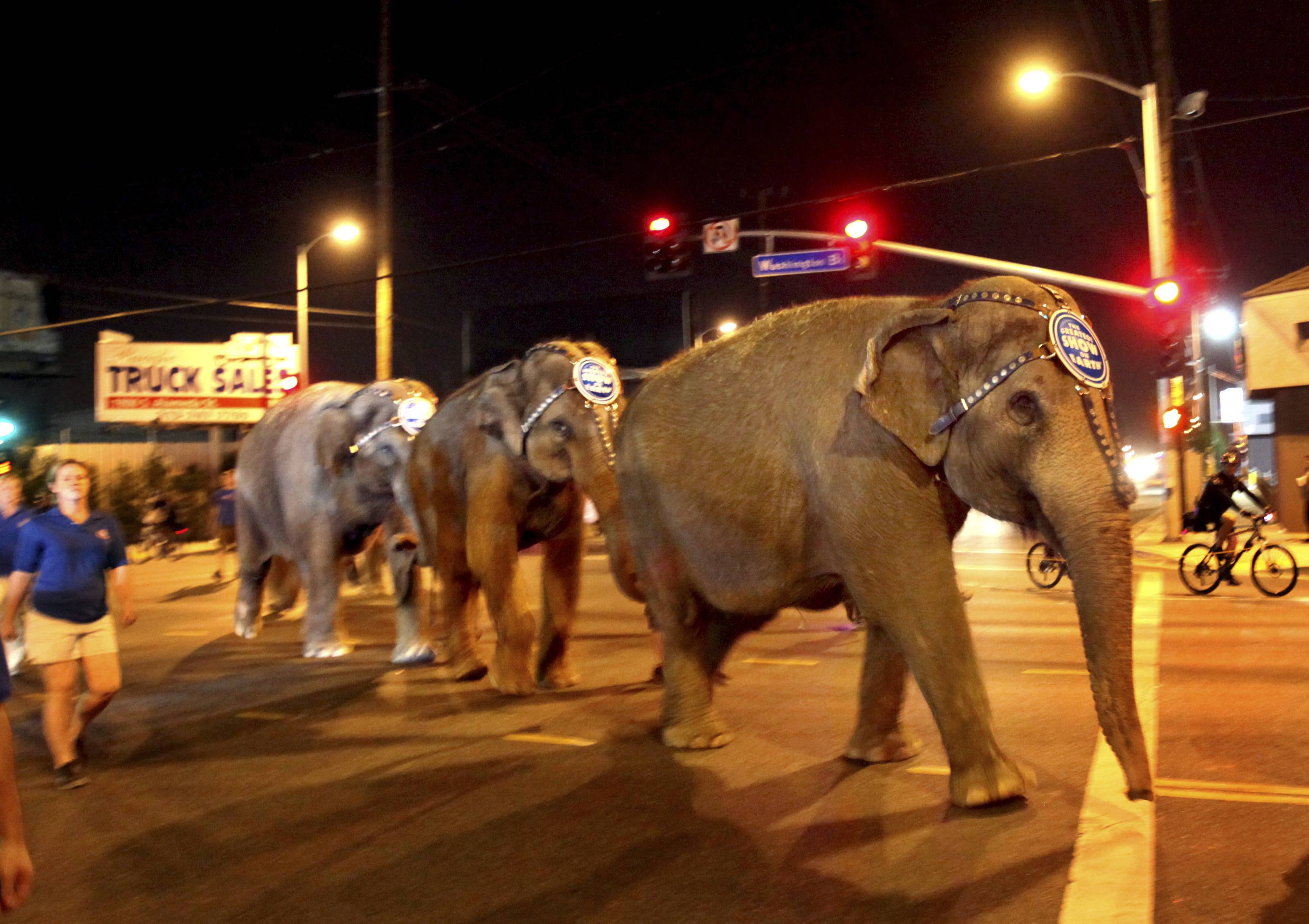 ASPCA to pay $ million to Ringling Bros. circus over claims about  elephants