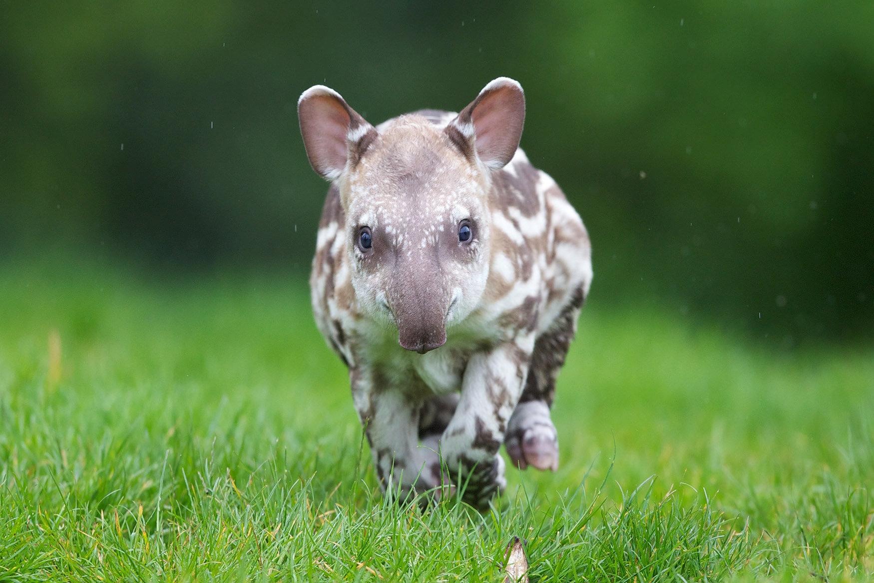 Baby tapir adds cuteness to Dublin Zoo