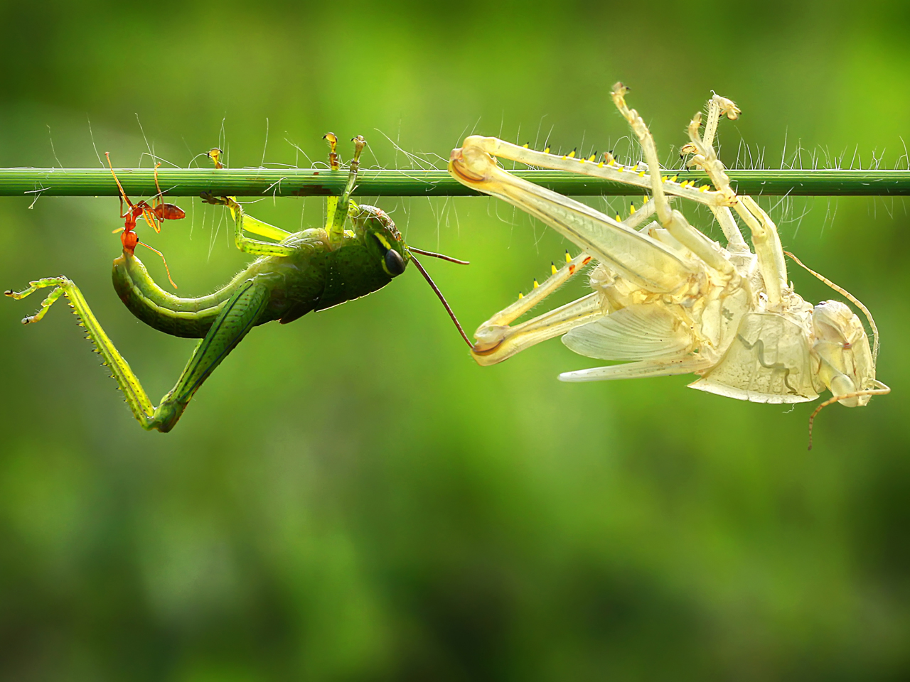 Grasshopper sheds skin in a perfect replica