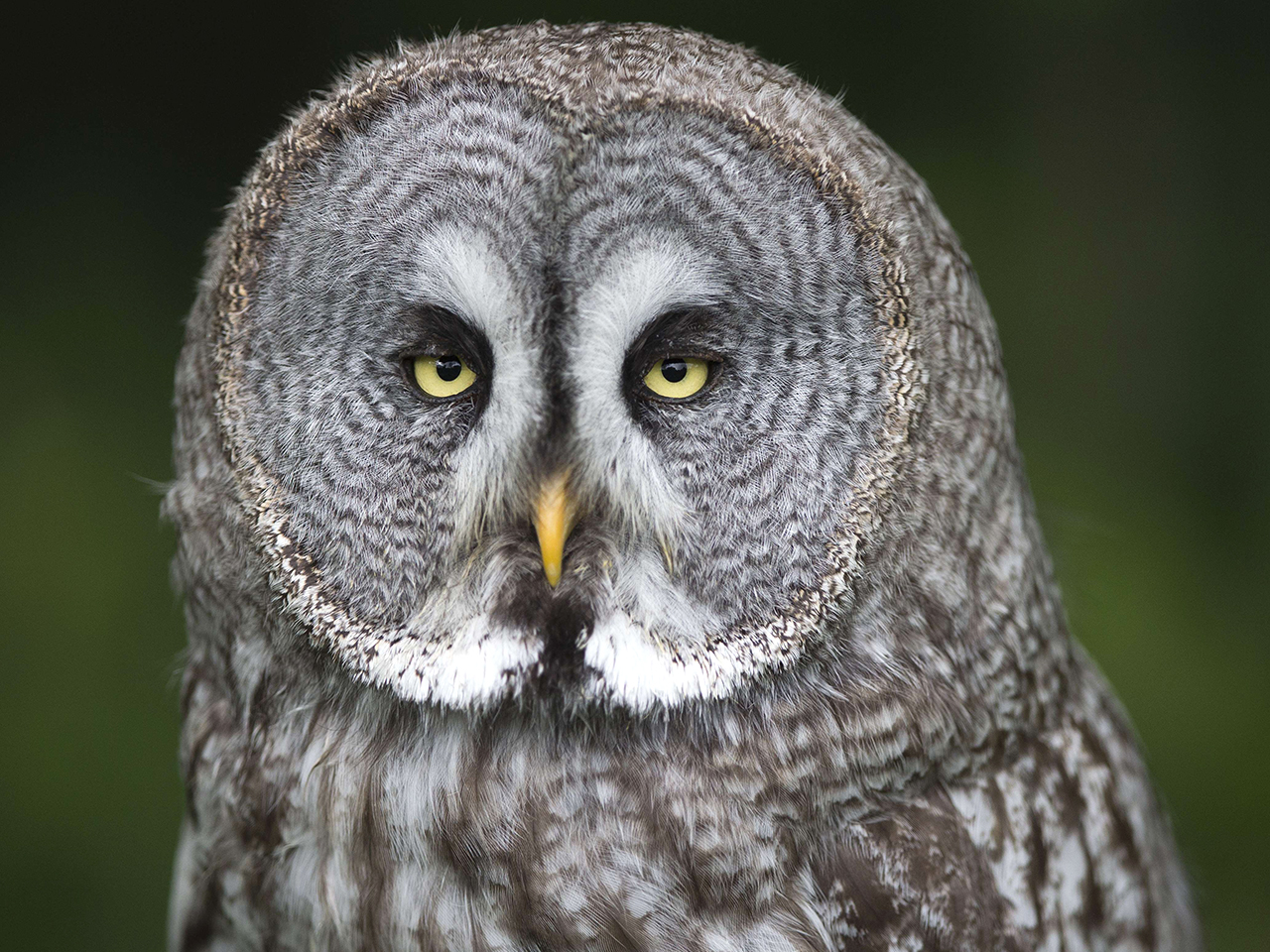 A very unimpressed owl and 23 more of the best animal photos of the week