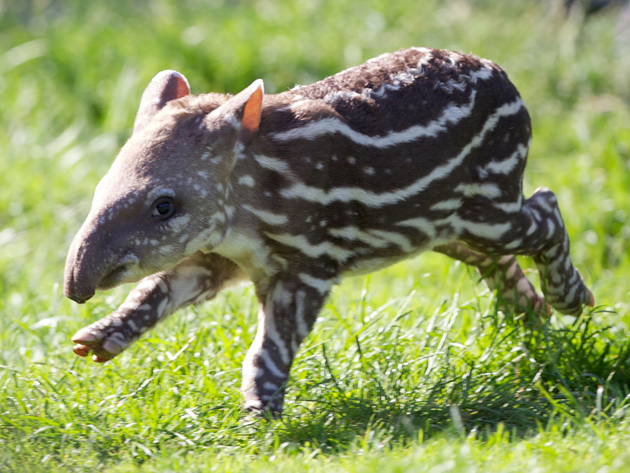 Spotted! Dublin Zoo welcomes adorable baby tapir