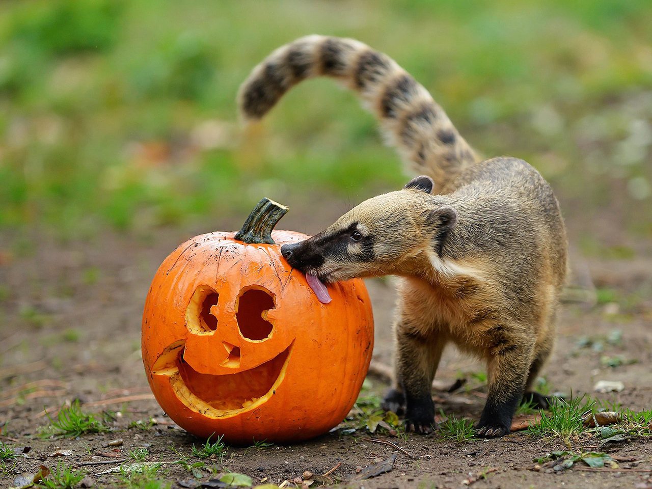 Oh my gourd! Adorable zoo animals play with Halloween pumpkins