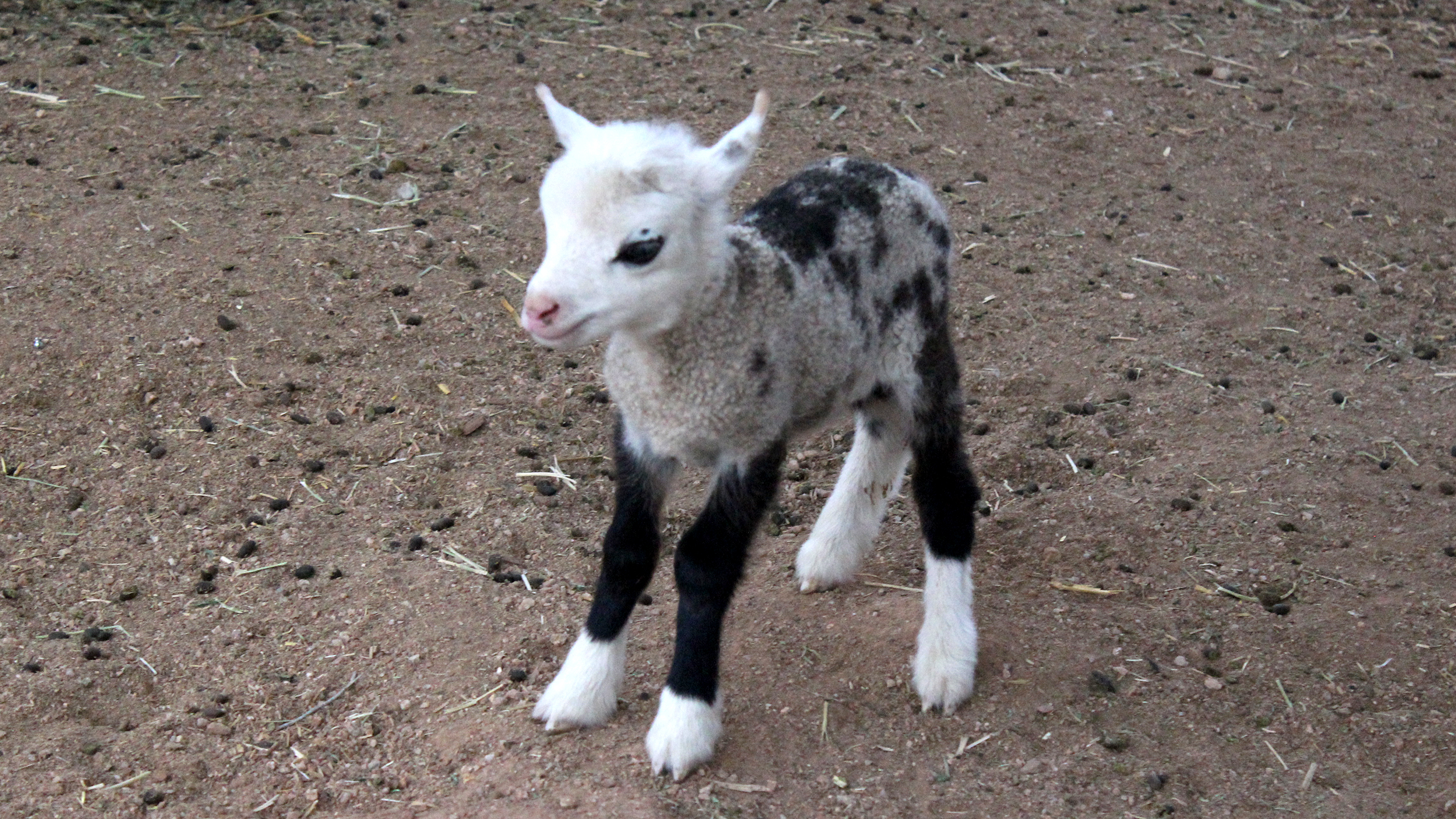 Baby geep, a cross between a goat and a sheep, is stealing hearts everywhere