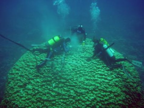 Image: Scuba divers collect coral samples