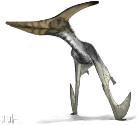 A Pterodactyl So Big It Couldn T Fly Technology Science Science Discoverynews Com Nbc News