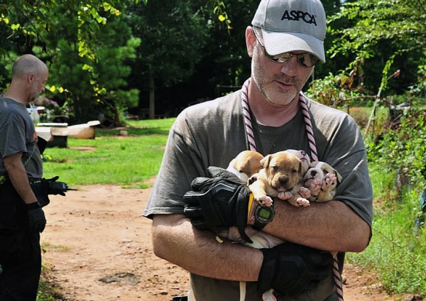 Over 360 dogs rescued in multi-state dog fighting raid - NBCNews.com