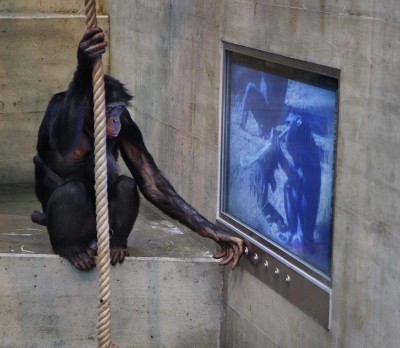Bonobo apes in hi-tech German zoo go bananas for food, not TV porn.
