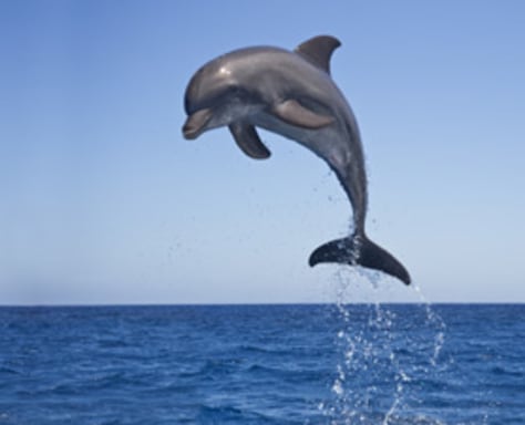 dolphin-jumping-278x225.grid-6x2.jpg