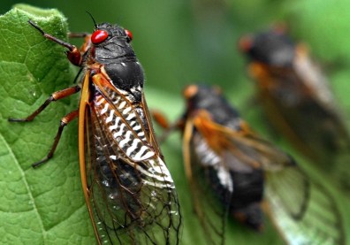 Image: Red-eyed cicadas