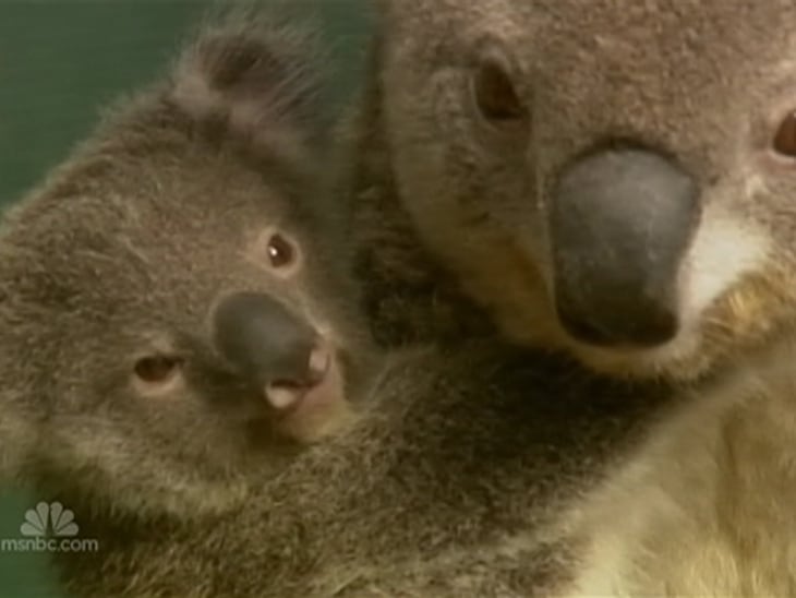 'Urban Koala' gives birth to baby Boonda - Video on ...