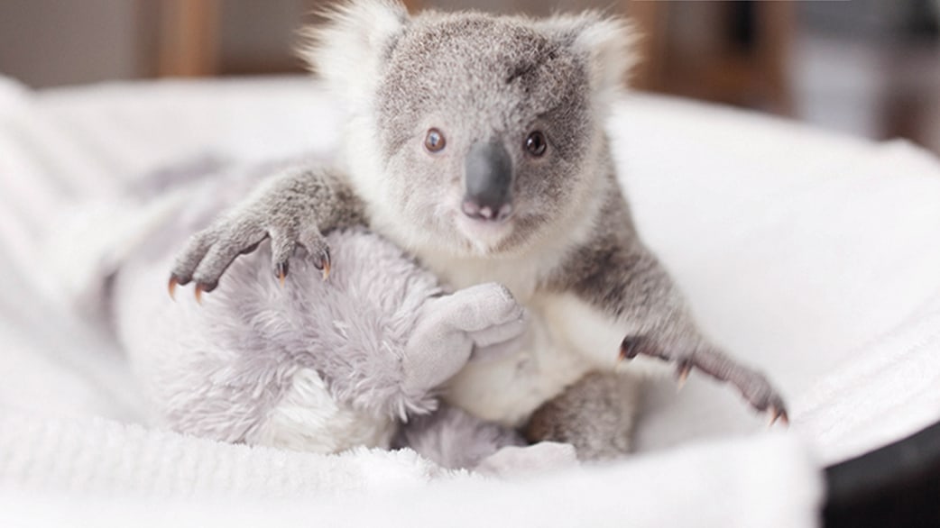 Meet Imogen, the adorable baby koala - TODAY.com