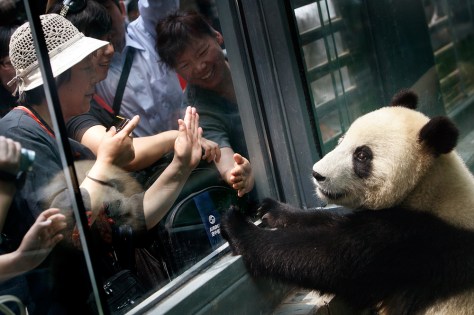 the pandas thumb summary