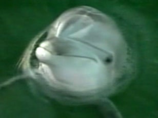 Image: A dolphin