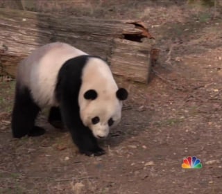 Bye Bye Bao Bao, America’s Favorite Panda