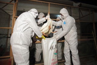 Image: Health officials in protective suits put a goose into a sack as part of preventive measures against the H7N9 bird flu at a poultry market in Zhuji