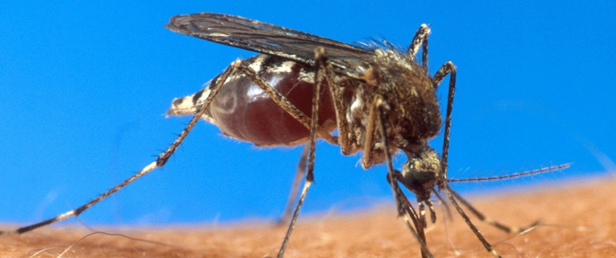 Image: Mosquito