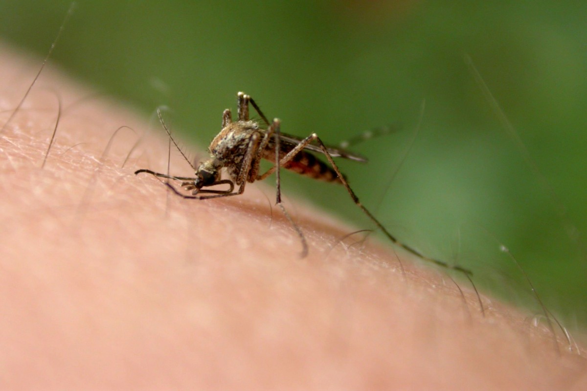 Worried About Zika? Here's Some Other Bugs You're More Likely to Catch - NBC News1200 x 800