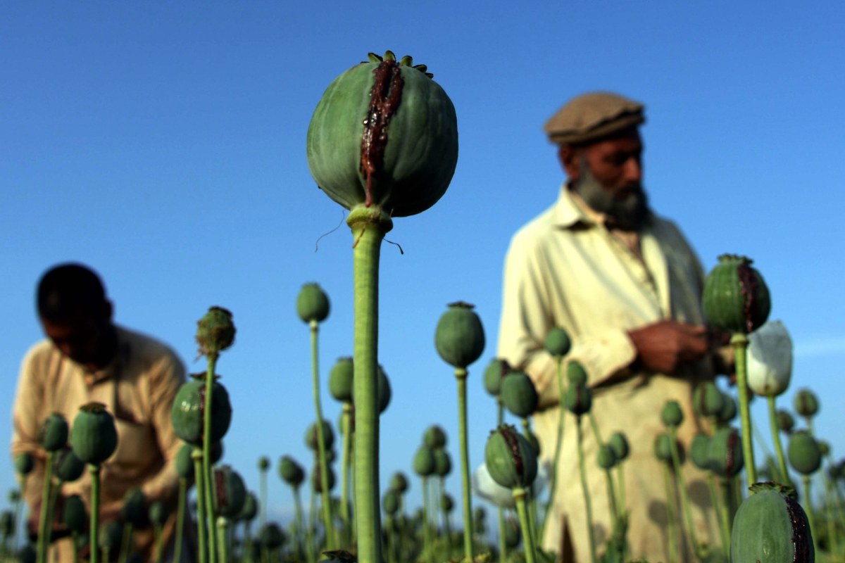 As Heroin Use Grows in U.S., Poppy Crops Thrive in Afghanistan