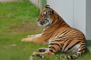 Image: 2-year-old tiger Cara at her new compound in Massweiler, Germany