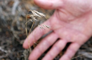 The invasive plant cheatgrass is held in a persons hand. (Photo by Jim Urquhart / for NBC News)
