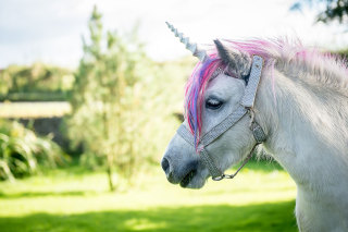 Photo: A shetland pony dressed as a unicorn in Scotland. 