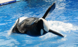 Image: Killer whale "Tilikum" appears during its performance in its show at Sea World 