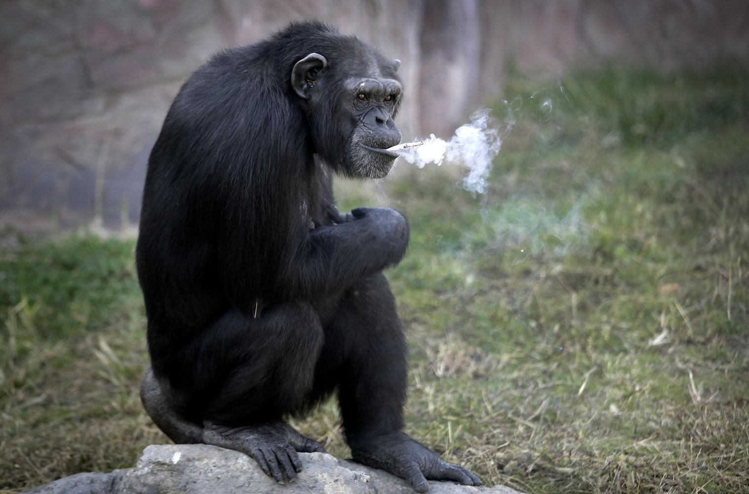 Αποτέλεσμα εικόνας για azalea smoker monkey
