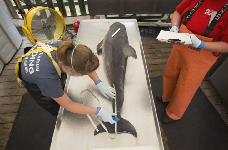 Sarah Rose, left, with the Virginia Aquarium Stranding Response Team begins a necropsy on a dead dolphin at the Virginia Aquarium Marine Animal Care C...
