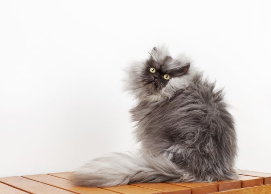 Colonel Meow Lands in Guinness Book of Records