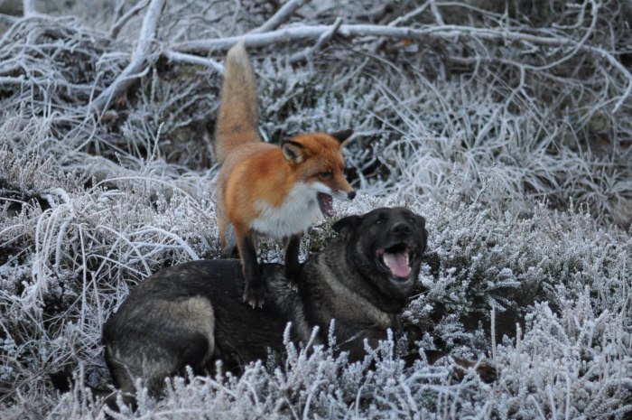 Resultado de imagem para german shepherd and fox