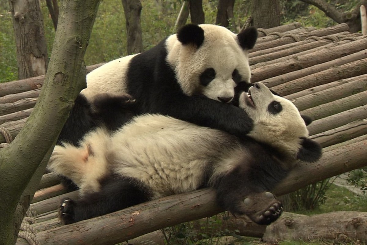 Hello 24 hour giant panda cam goodbye productivity NBC News