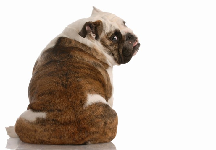 Bulldogs continue to surge in popularity among top dog breeds in America. 
