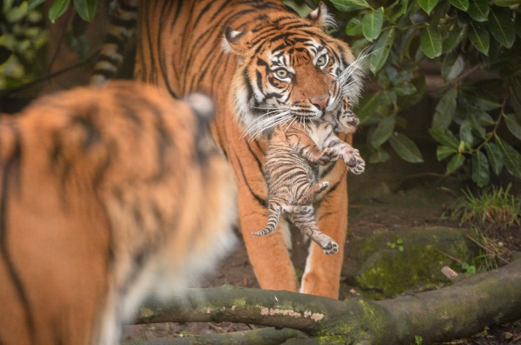 Τίγρης τιγράκια νεογέννητα 