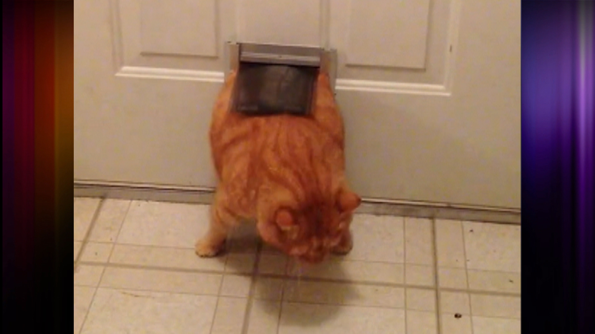 Chubby cat door