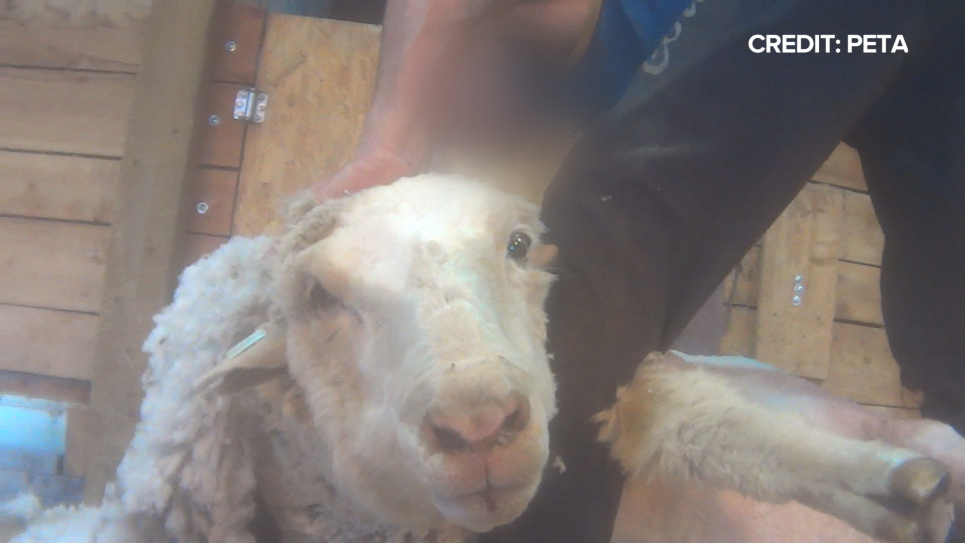 PETA: There's No Such Thing as Humane Wool