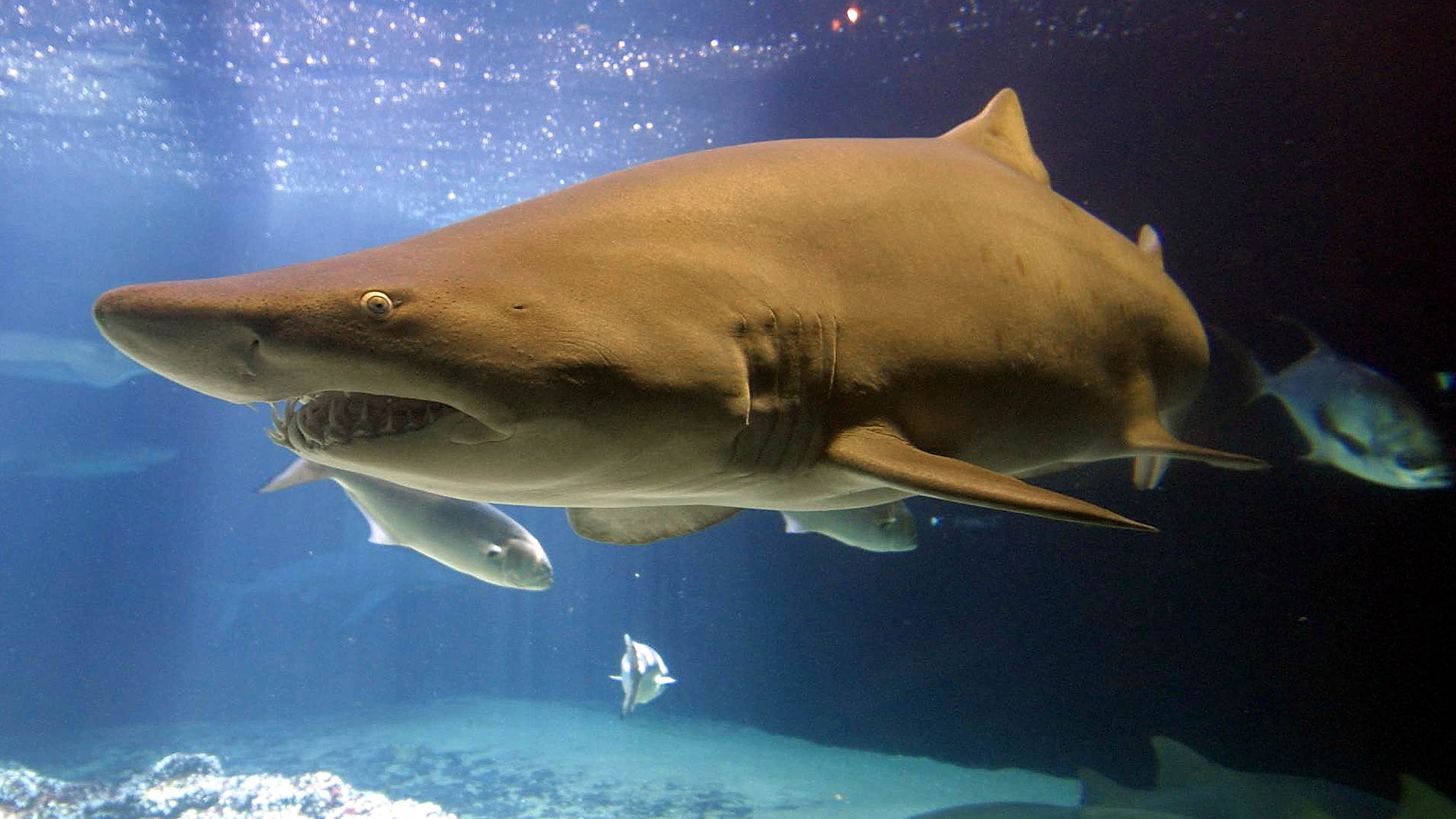 Reality Bites: Why Sharks Aren't Always to Blame for Attacks